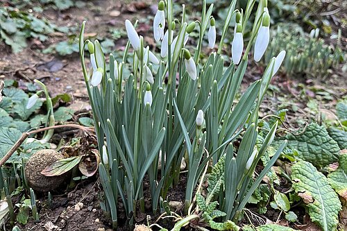 Snowdrops